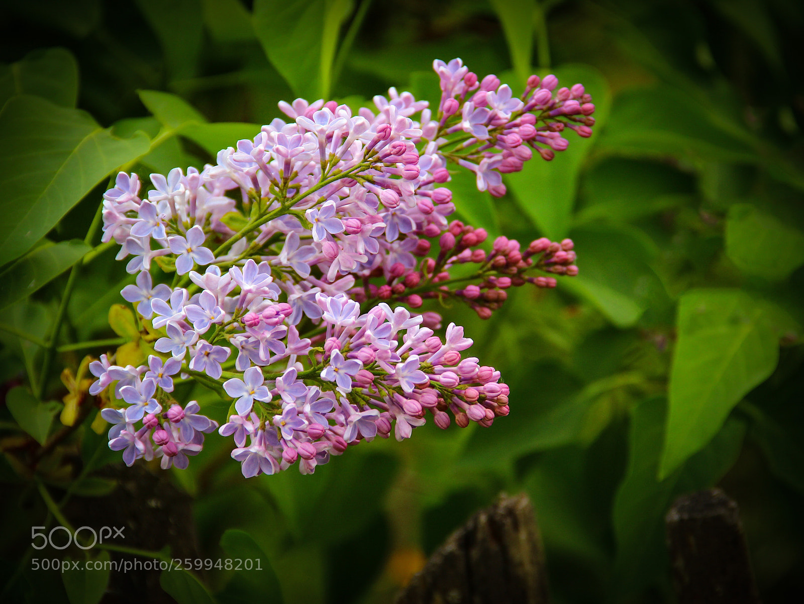 Canon EOS 600D (Rebel EOS T3i / EOS Kiss X5) sample photo. Lilac.     (series " village sketches") photography
