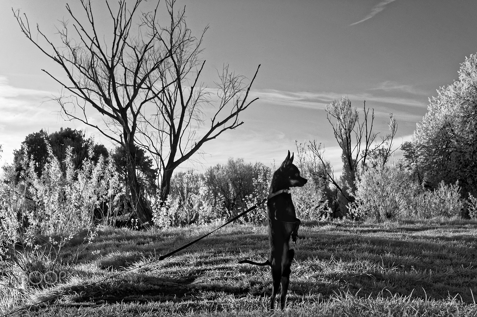 Sony Alpha NEX-3 sample photo. Russian toy toton photography