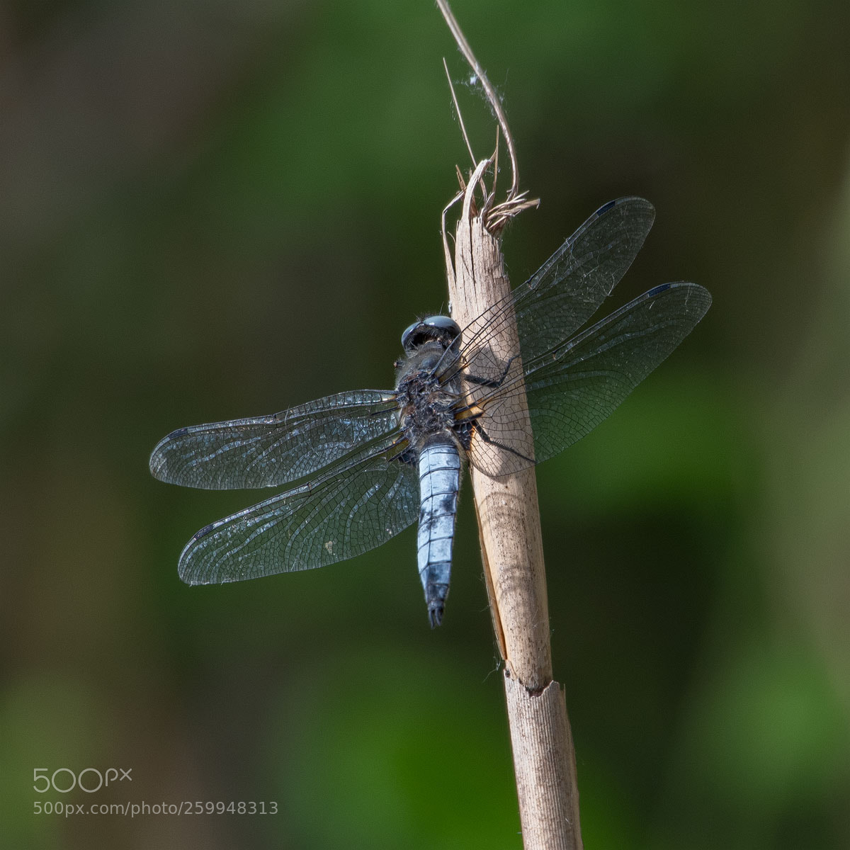 Nikon D500 sample photo. Blue chaser photography