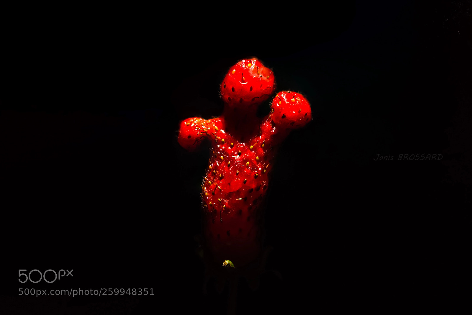 Nikon D750 sample photo. Strawberry man photography