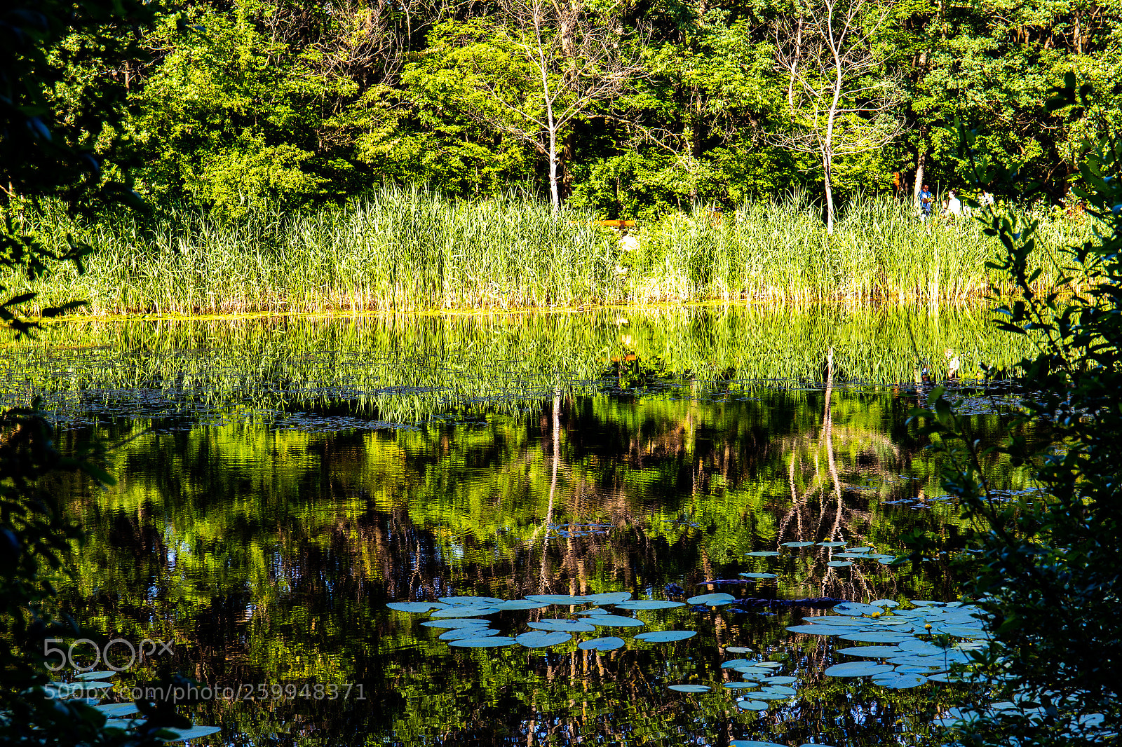 Canon EOS 6D sample photo. Forest in a lake photography