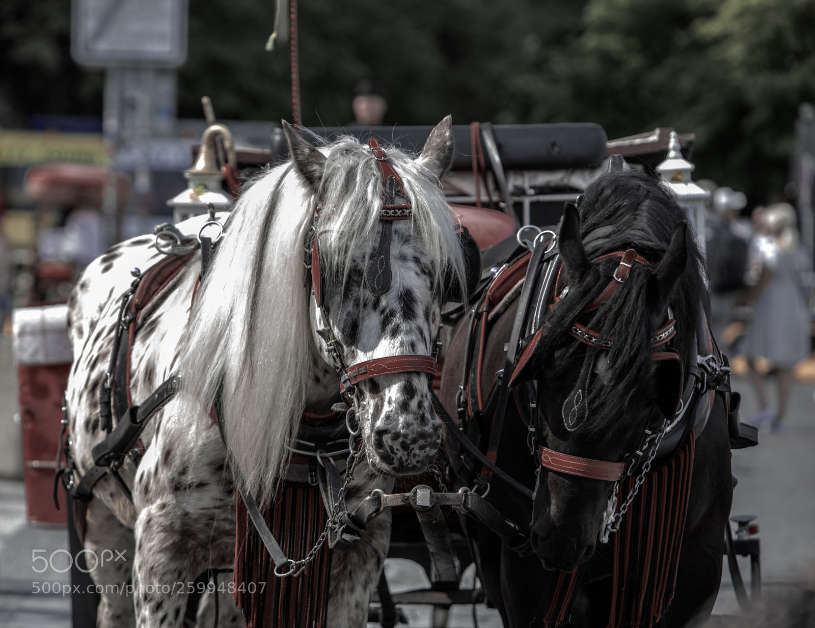 Canon EOS 5D Mark IV sample photo. Psss...do you wanna know photography