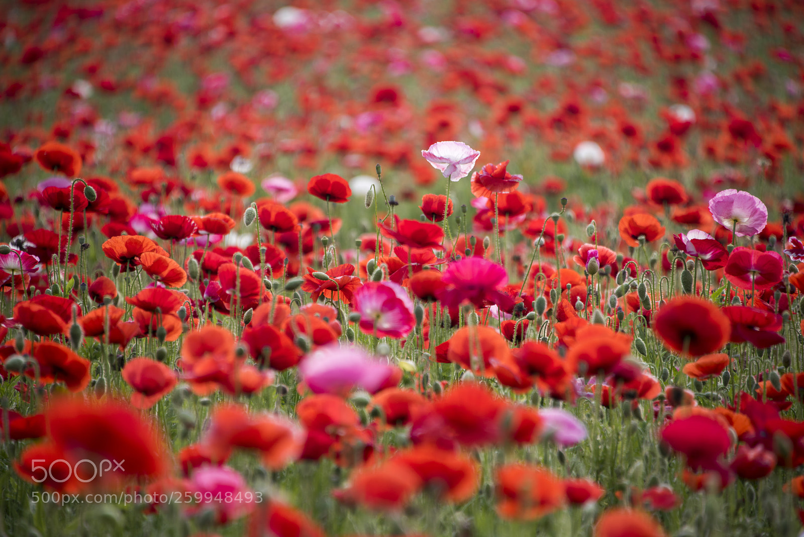 Nikon D810 sample photo. Poppy photography