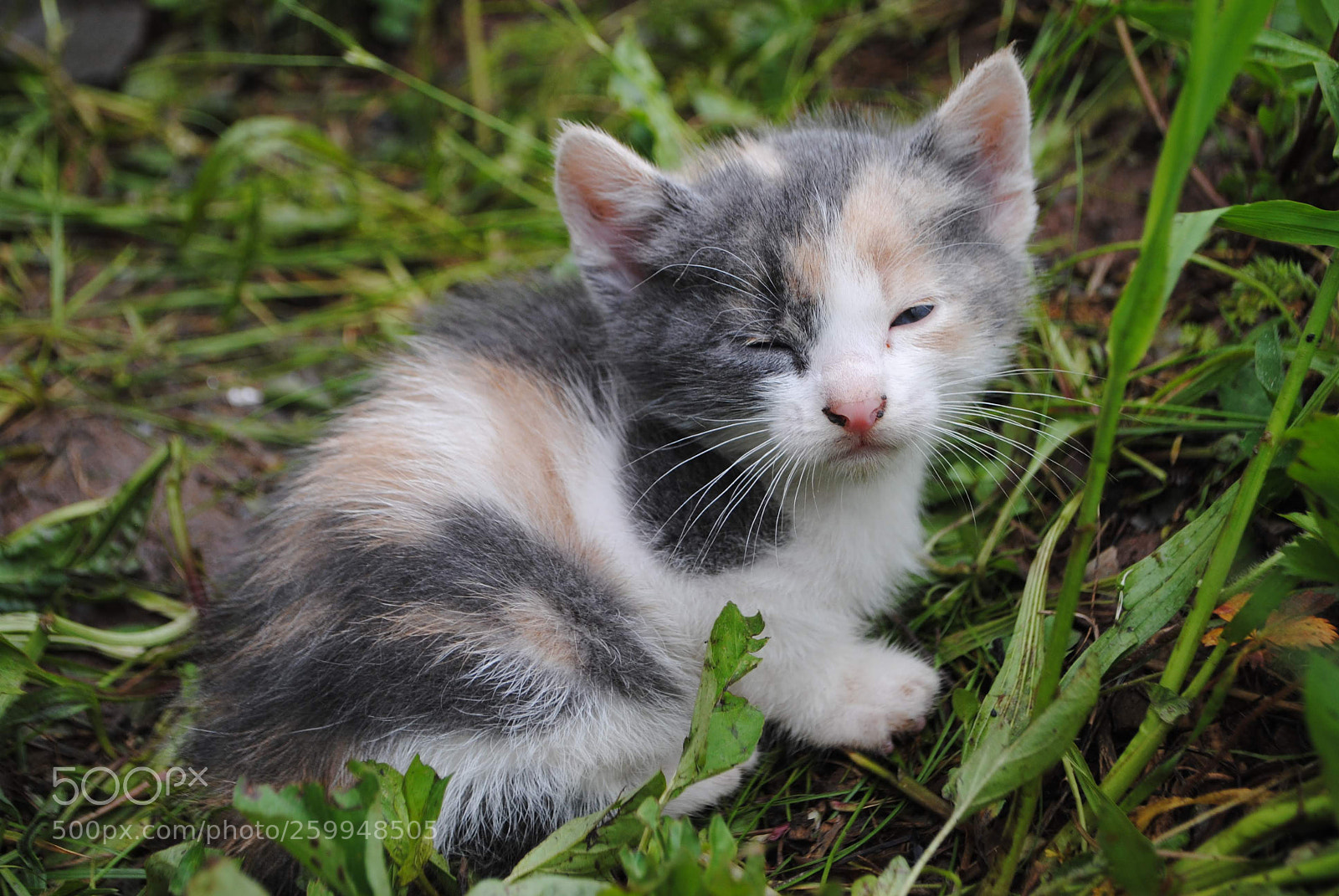 Nikon D3000 sample photo. Calico cutie in the photography