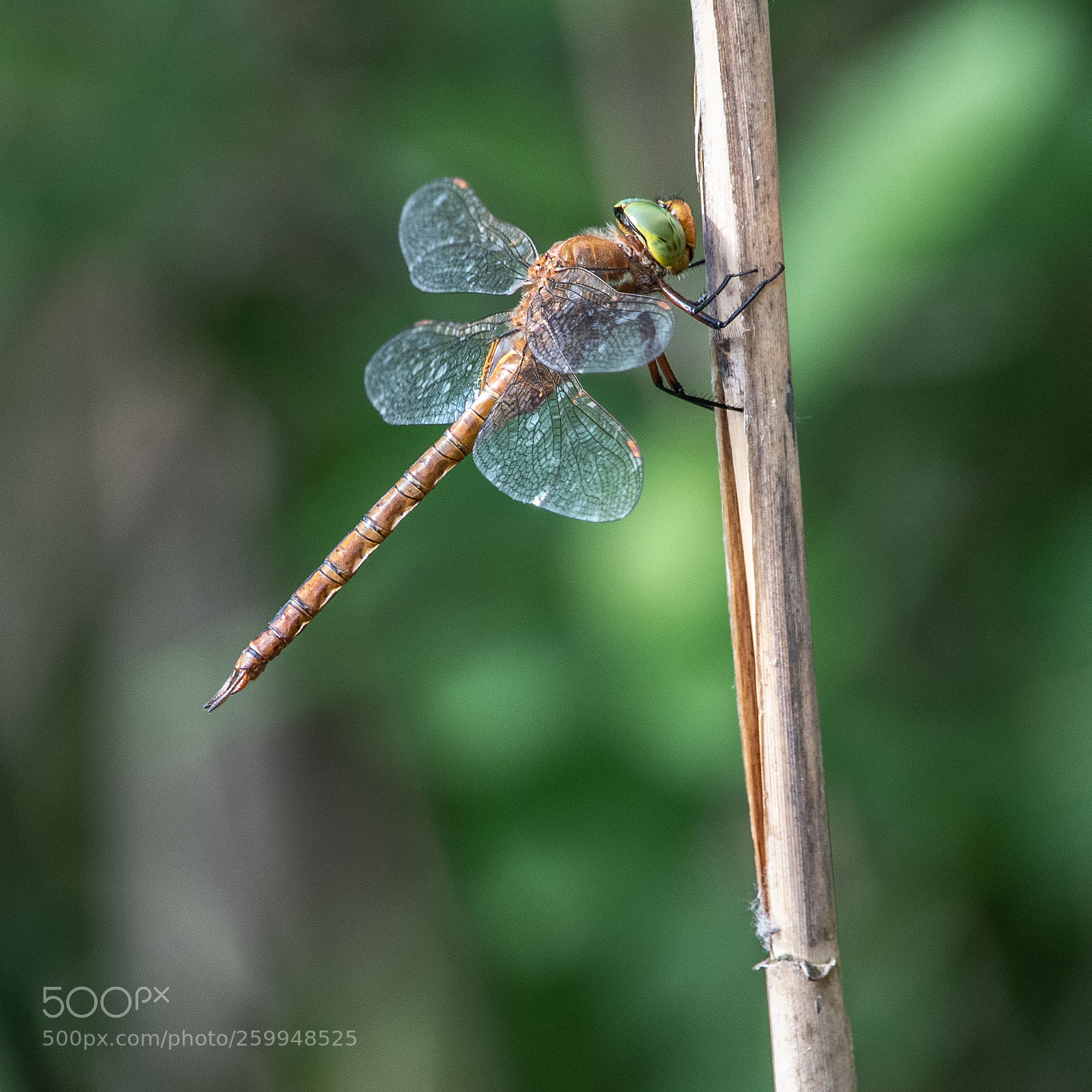 Nikon D500 sample photo. Green-eyed hawker photography
