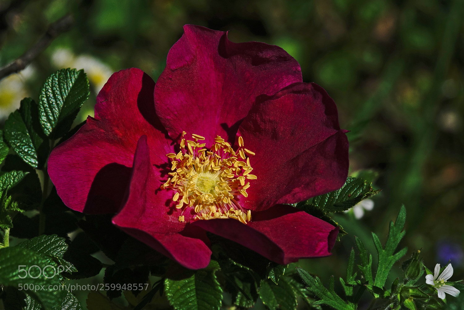 Sony a7R II sample photo. Rough rose photography