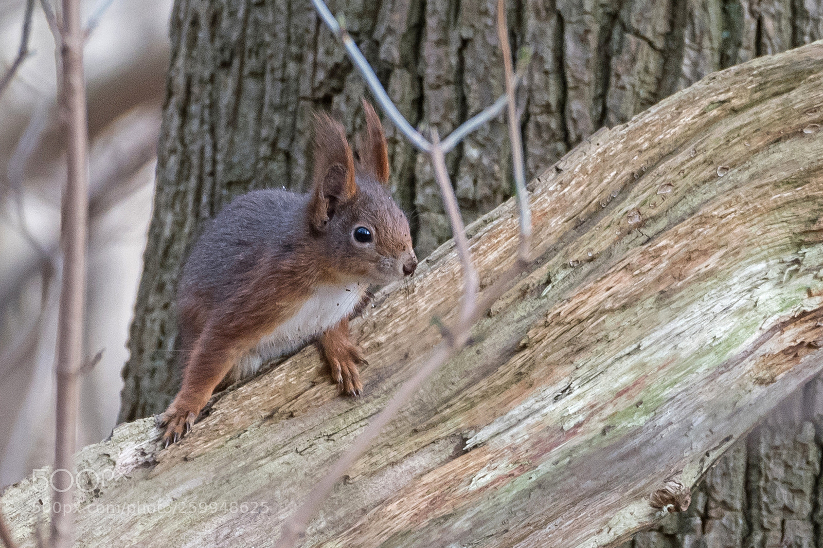 Nikon D500 sample photo. Hey have we met photography