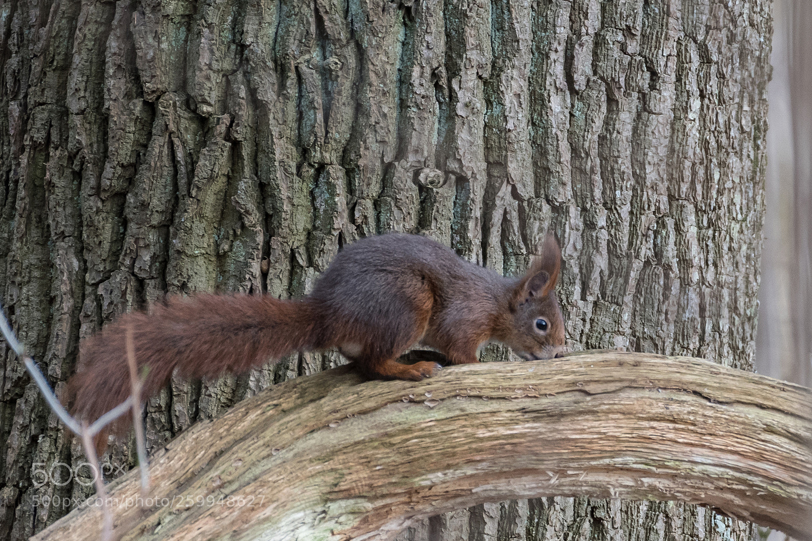 Nikon D500 sample photo. – hm, smells good. photography