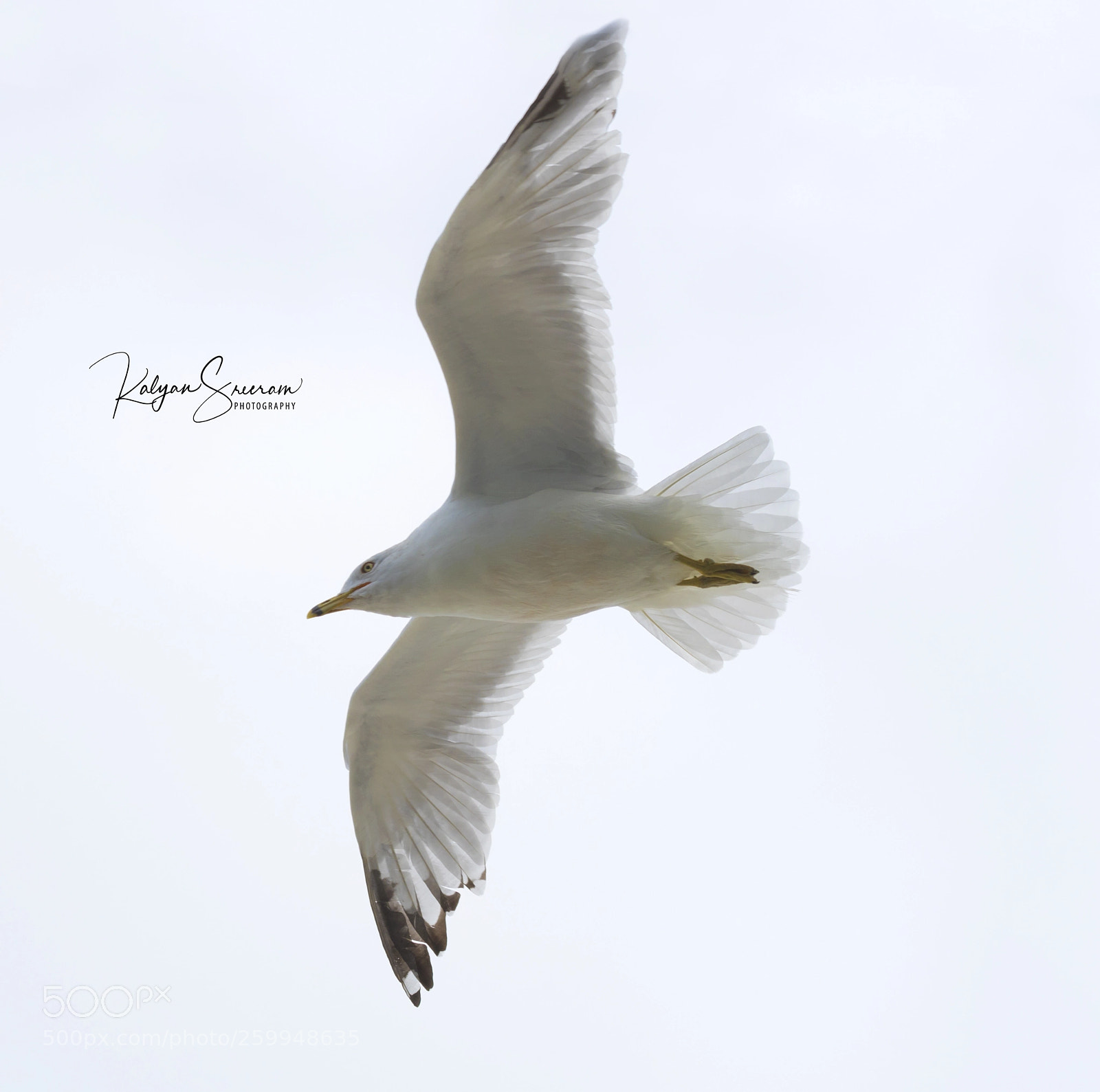 Canon EOS 7D Mark II sample photo. Seagull photography