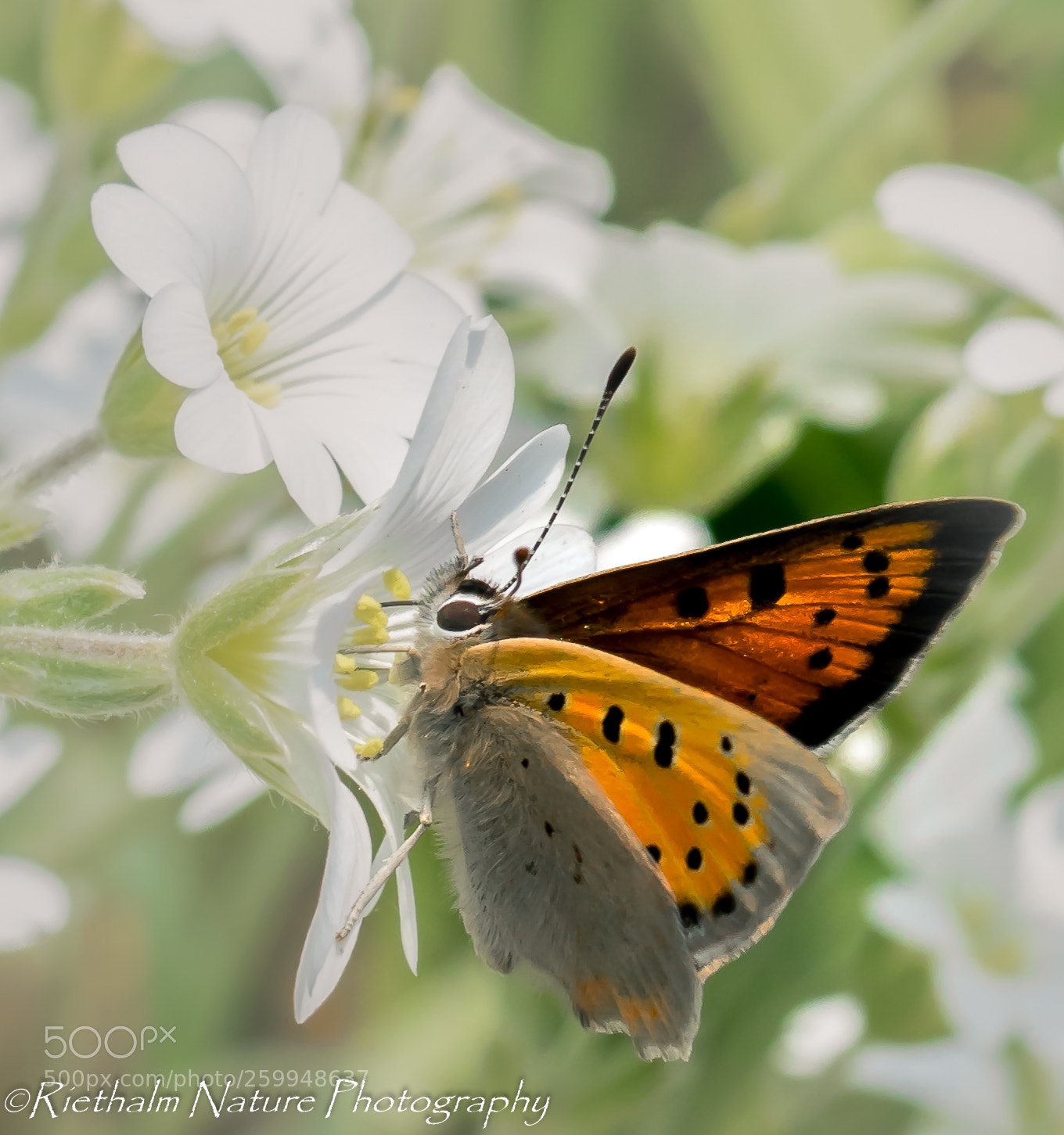 Canon EOS 7D Mark II sample photo. Vlinder/butterfly photography