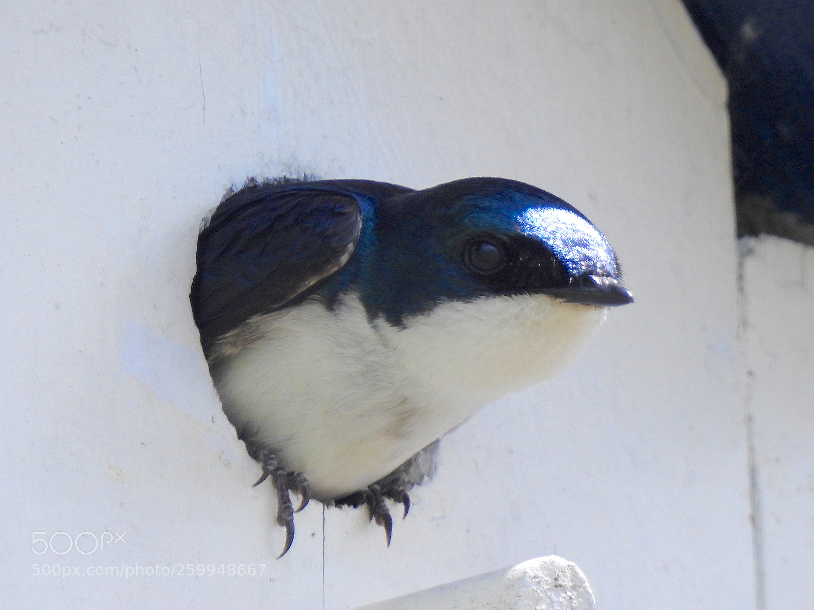 Nikon Coolpix P900 sample photo. Tree swallow photography