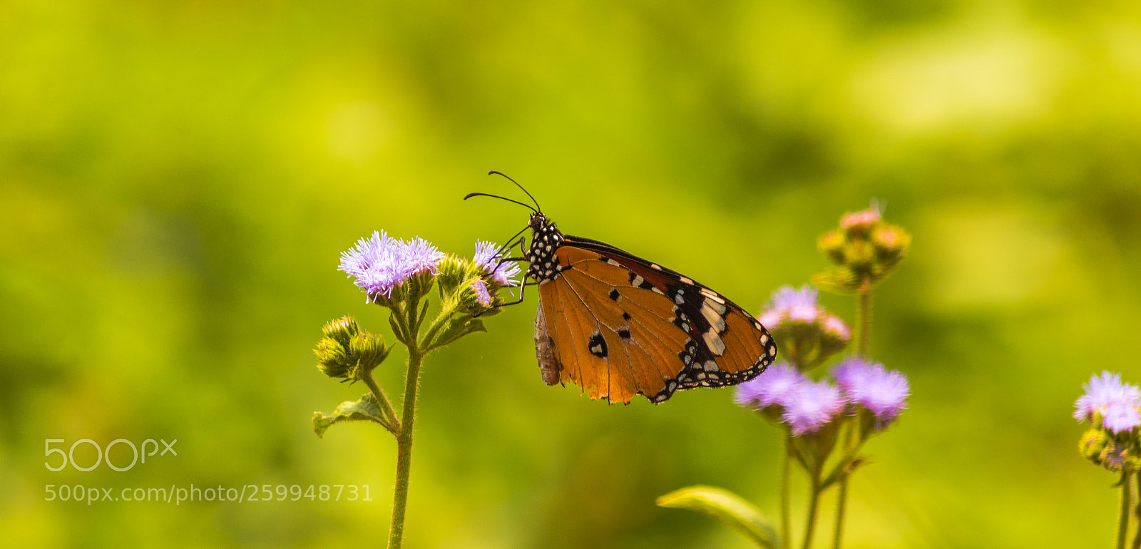 Nikon D7100 sample photo. The butterfly (monarch) photography