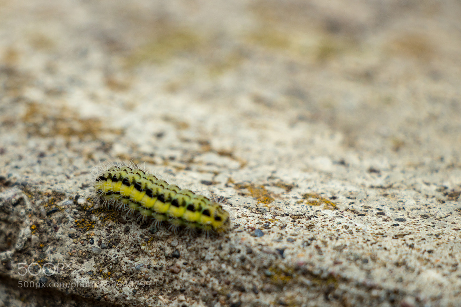 Canon EOS 80D sample photo. Inchworm photography