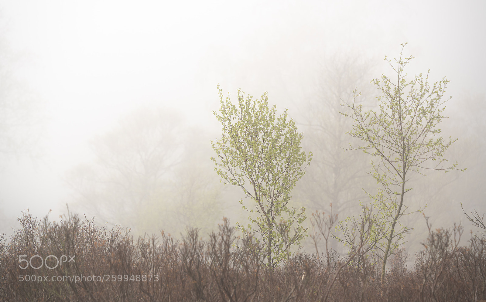 Sony a7R III sample photo. Spring mist photography