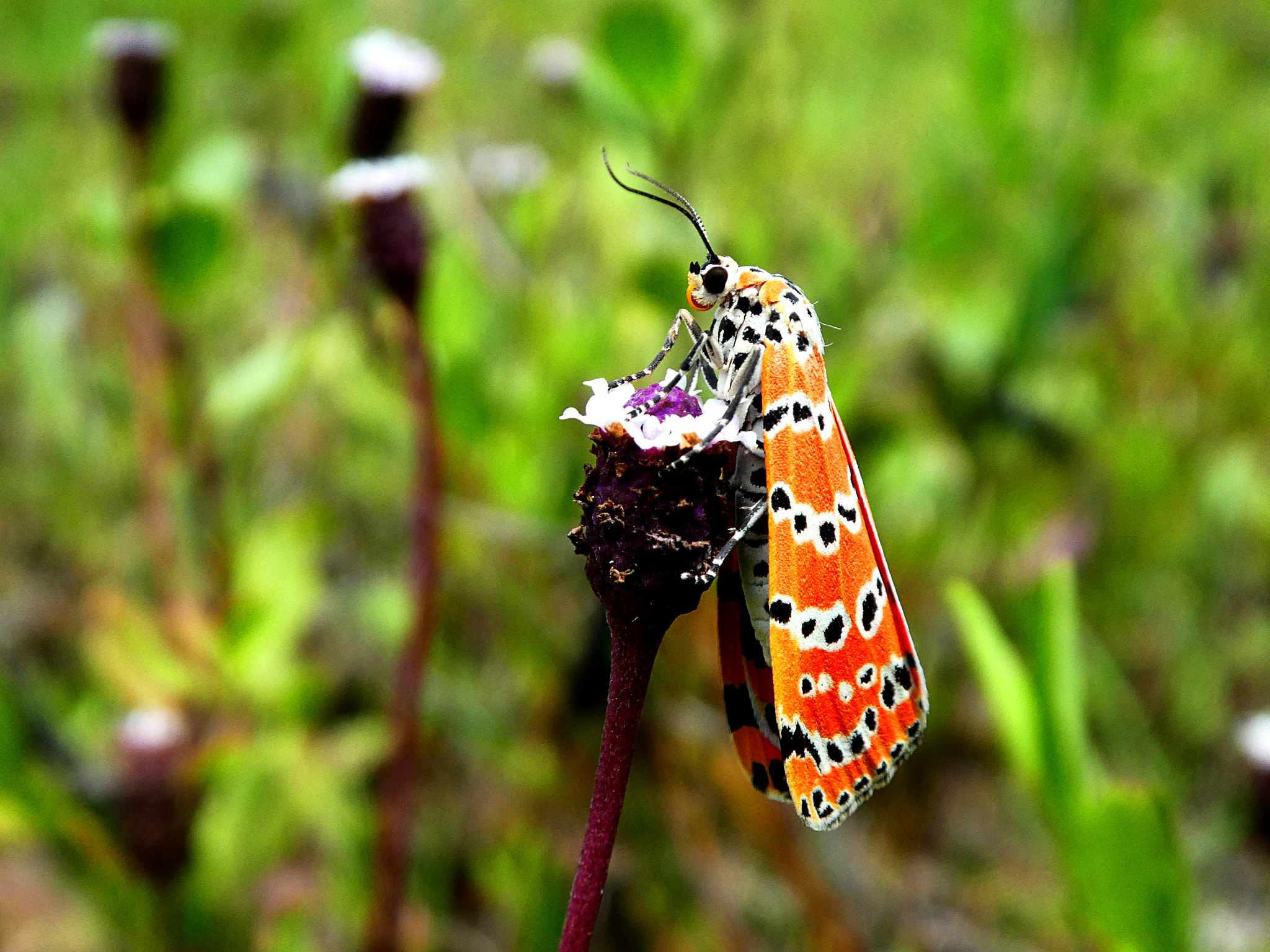 Panasonic DMC-ZS60 sample photo. Just a moth photography