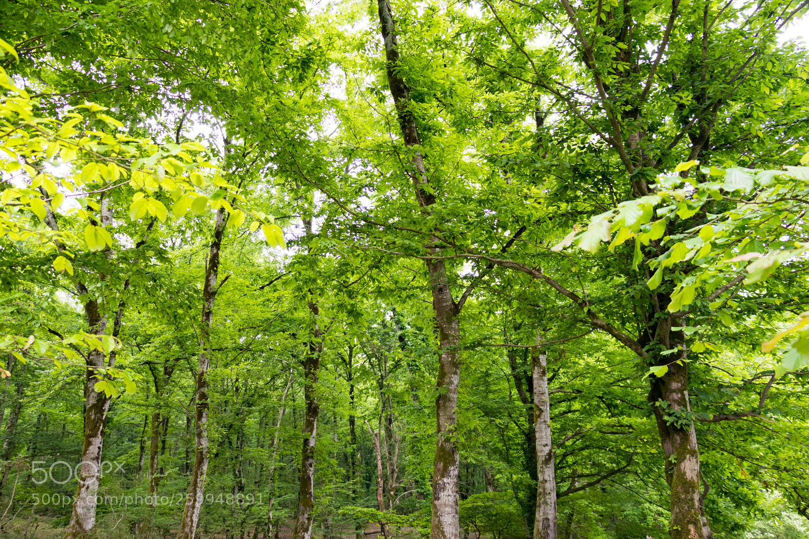Canon EOS 80D sample photo. Forest photography