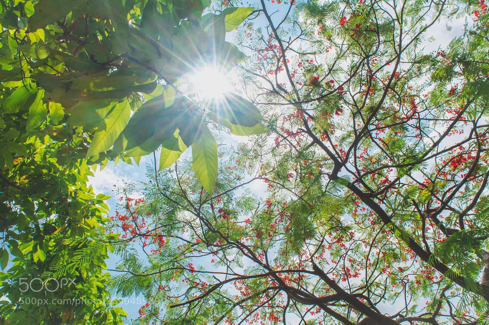 Nikon D5200 sample photo. Sunny trees in china photography