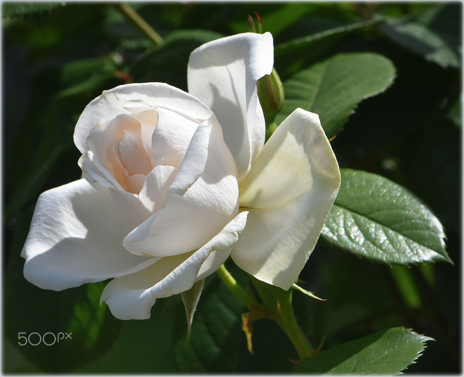 Nikon AF-S Micro-Nikkor 105mm F2.8G IF-ED VR sample photo. "duchess of wales,;" photography