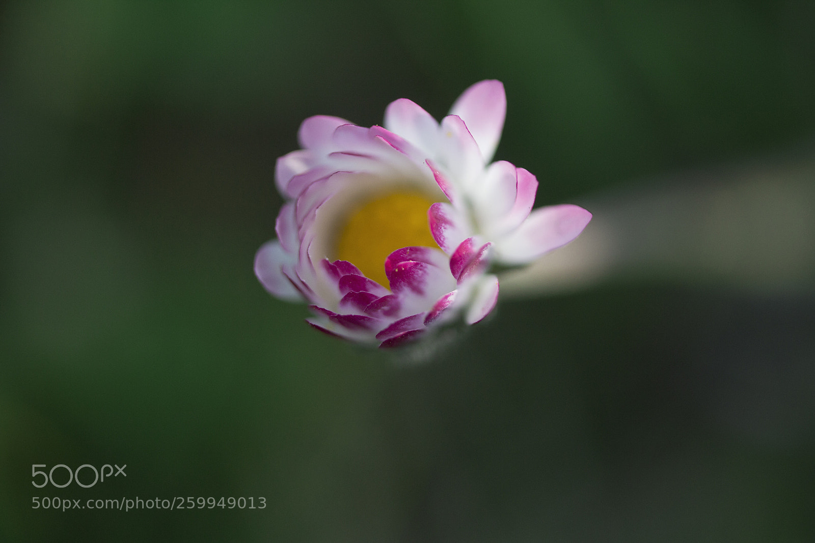 Canon EOS 60D sample photo. G nsebl mchen bellis photography