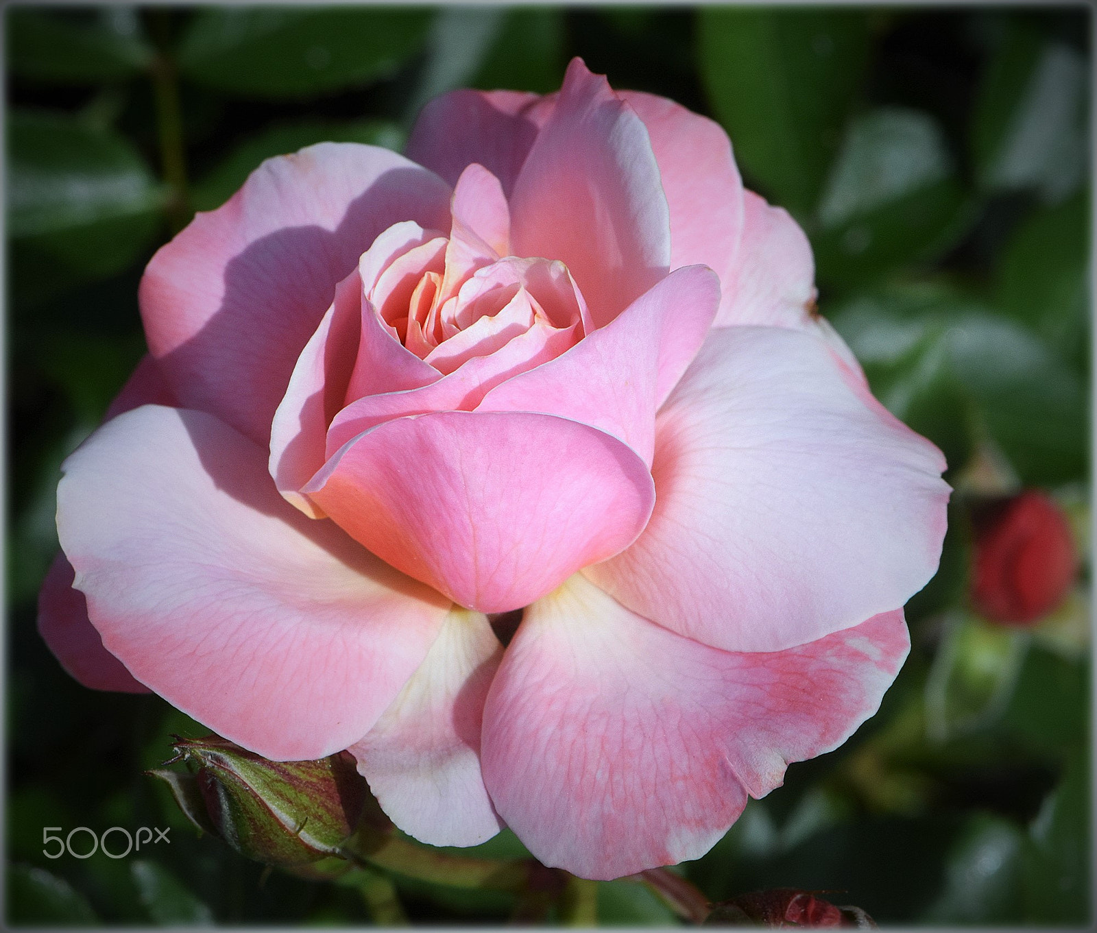 Nikon AF-S Micro-Nikkor 105mm F2.8G IF-ED VR sample photo. "perfect form" photography