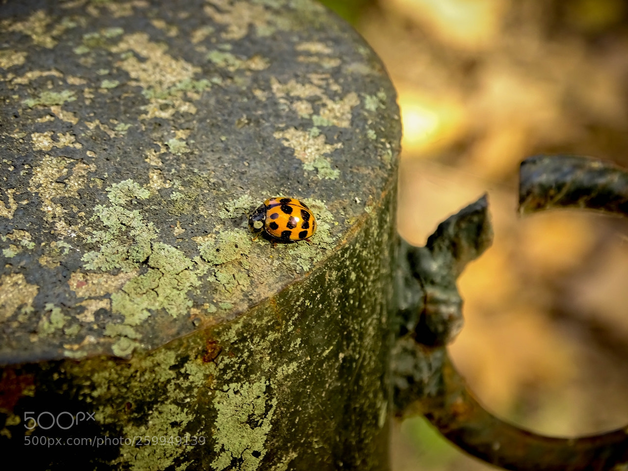 Sony Cyber-shot DSC-HX400V sample photo. By walking looking down... photography