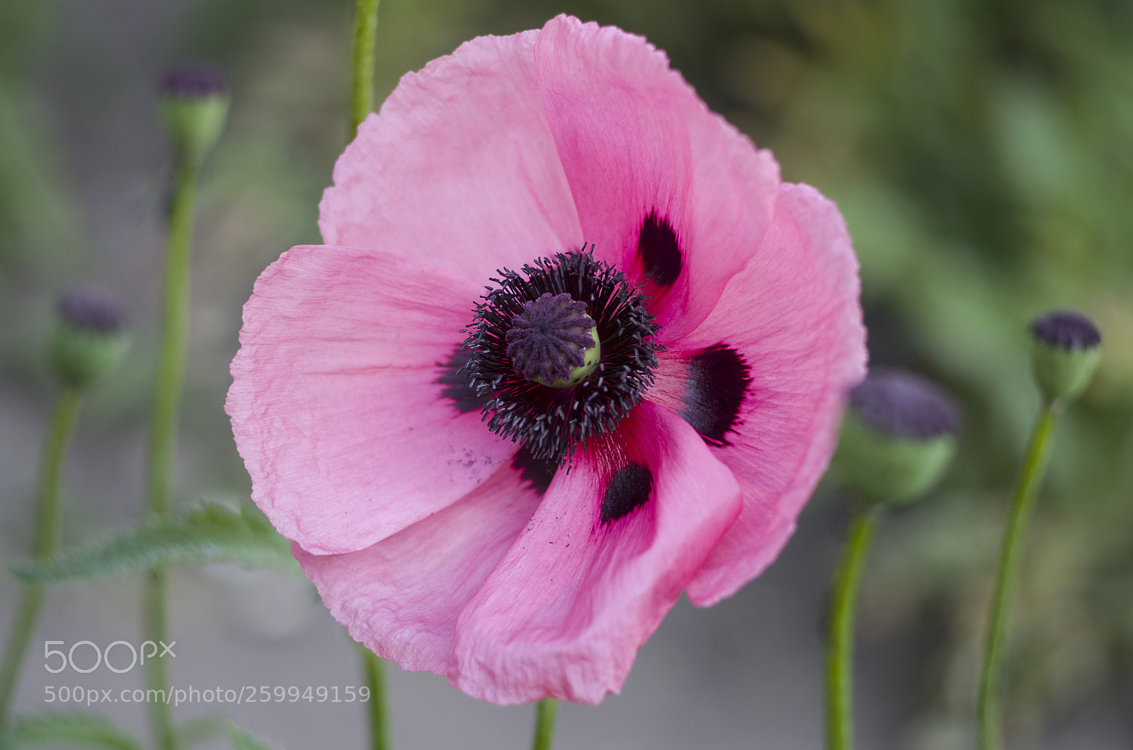 Pentax K-30 sample photo. Poppy photography