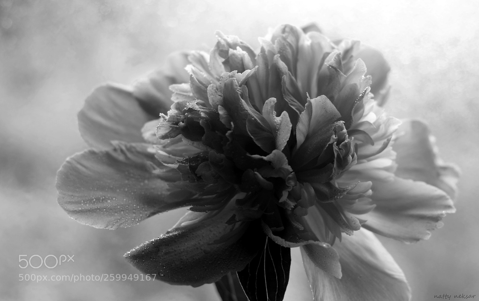 Nikon D5300 sample photo. #peony...b&w photography