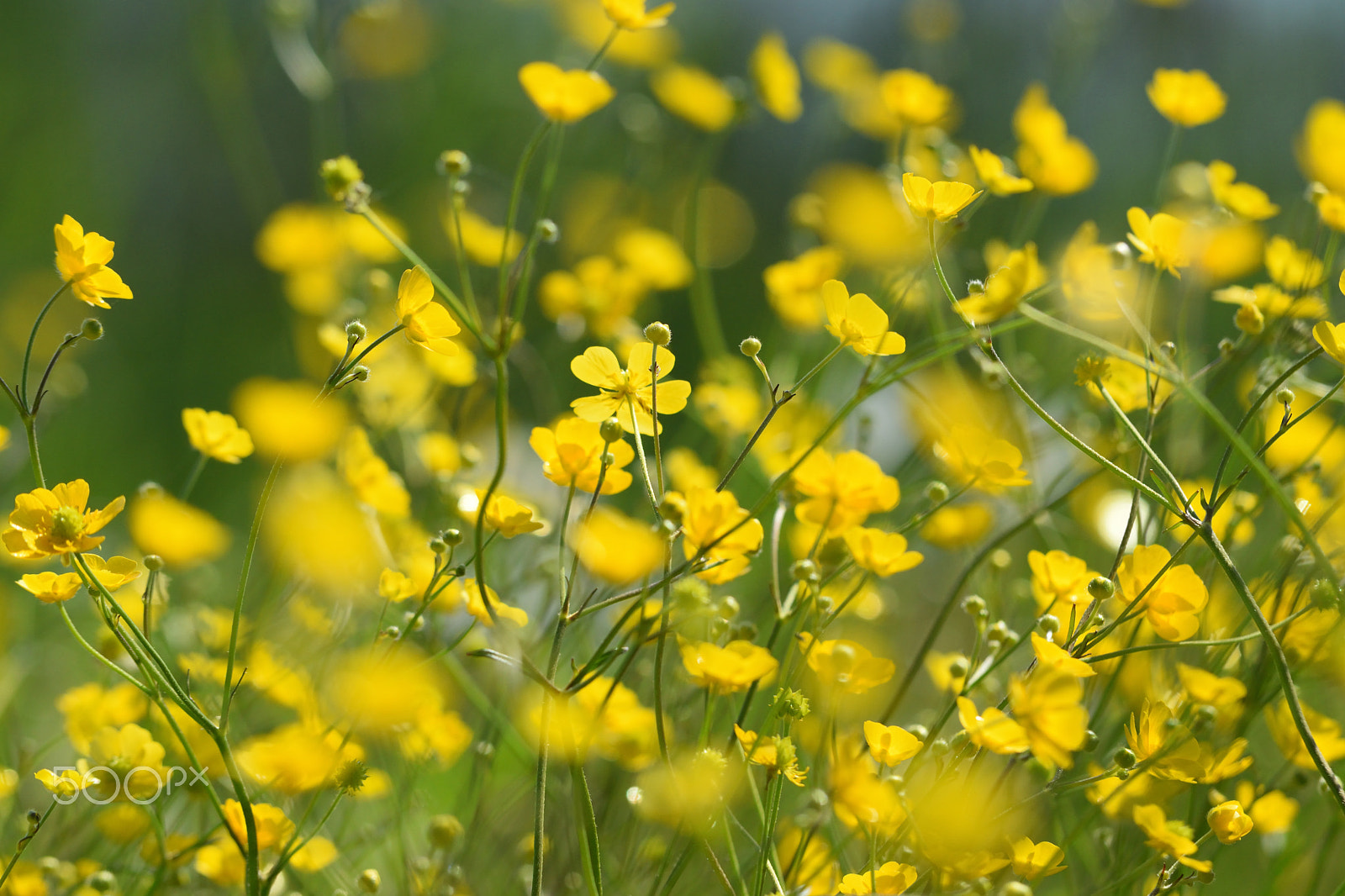 Nikon D5300 sample photo. Flowers photography