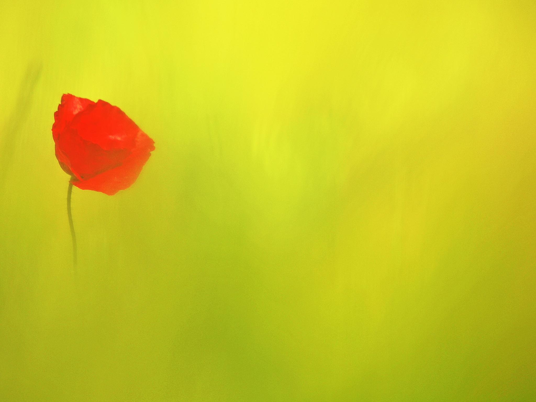 Olympus E-30 sample photo. Tiempo de amapolas photography