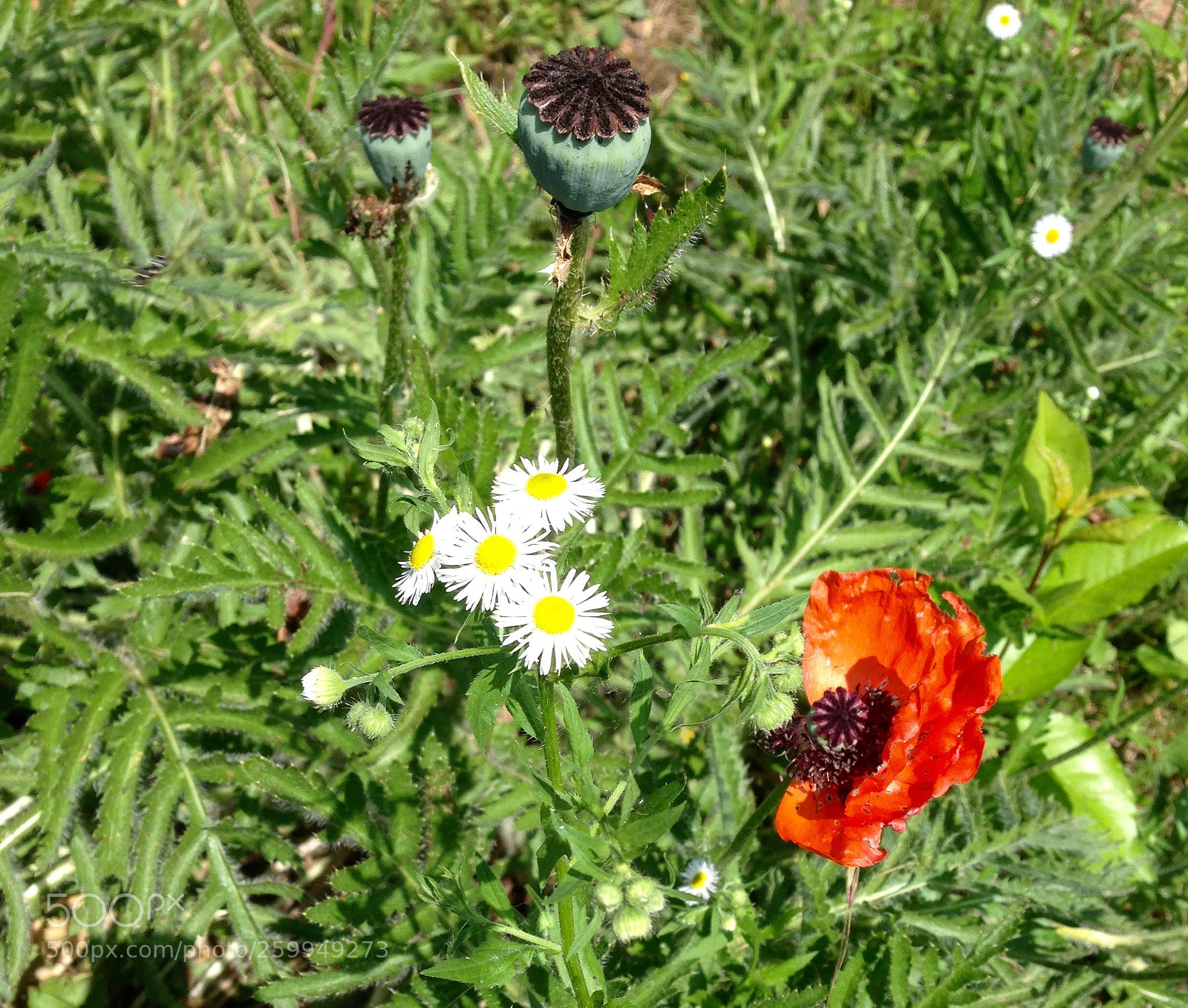 Apple iPhone 5 sample photo. Colors. photography