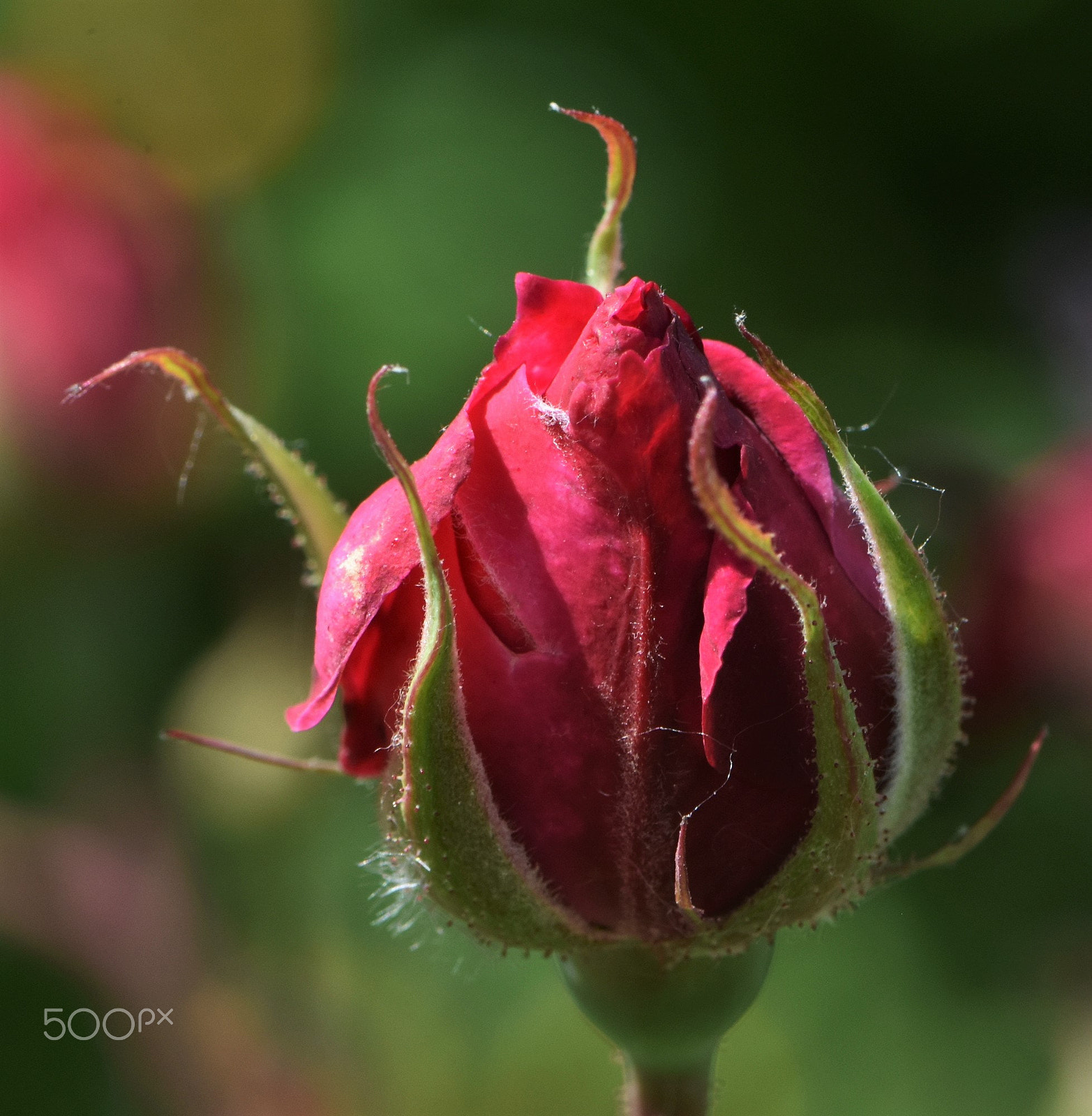 Nikon AF-S Micro-Nikkor 105mm F2.8G IF-ED VR sample photo. "bottom" photography