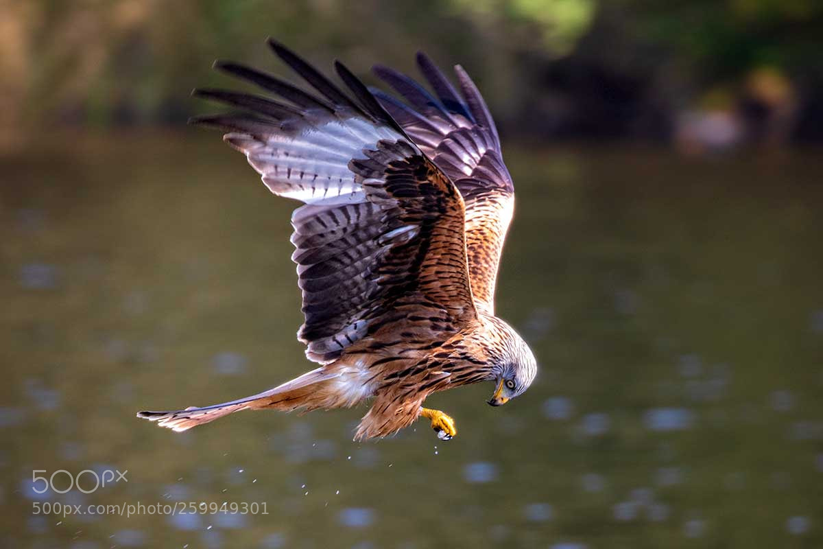 Canon EOS 5D Mark IV sample photo. Kite photography