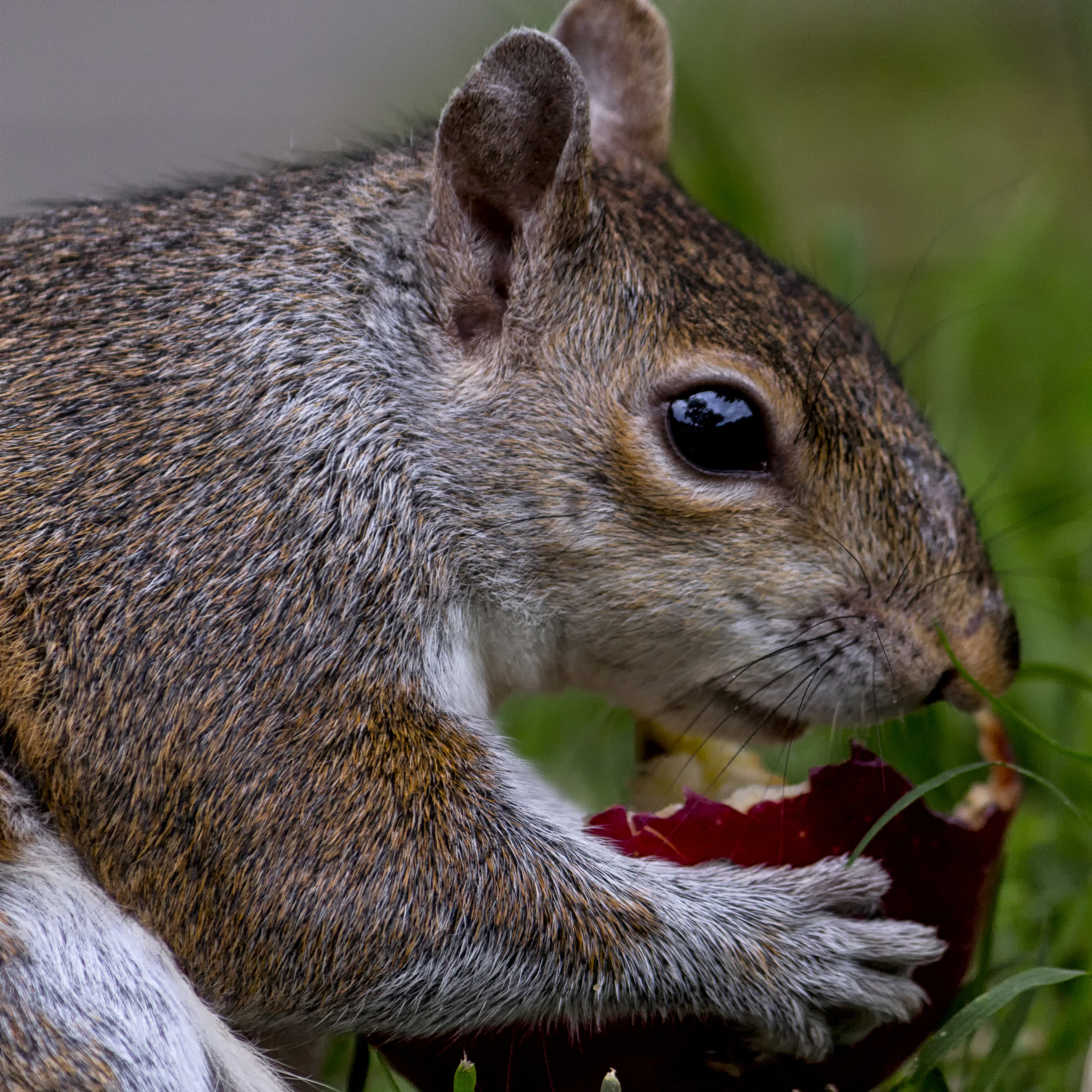 Canon EOS 100D (EOS Rebel SL1 / EOS Kiss X7) sample photo. Squirrel with nectarine photography