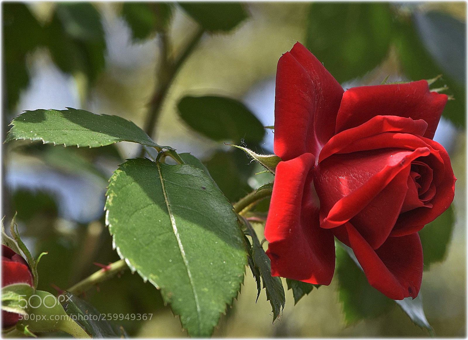 Nikon D7200 sample photo. "red" photography