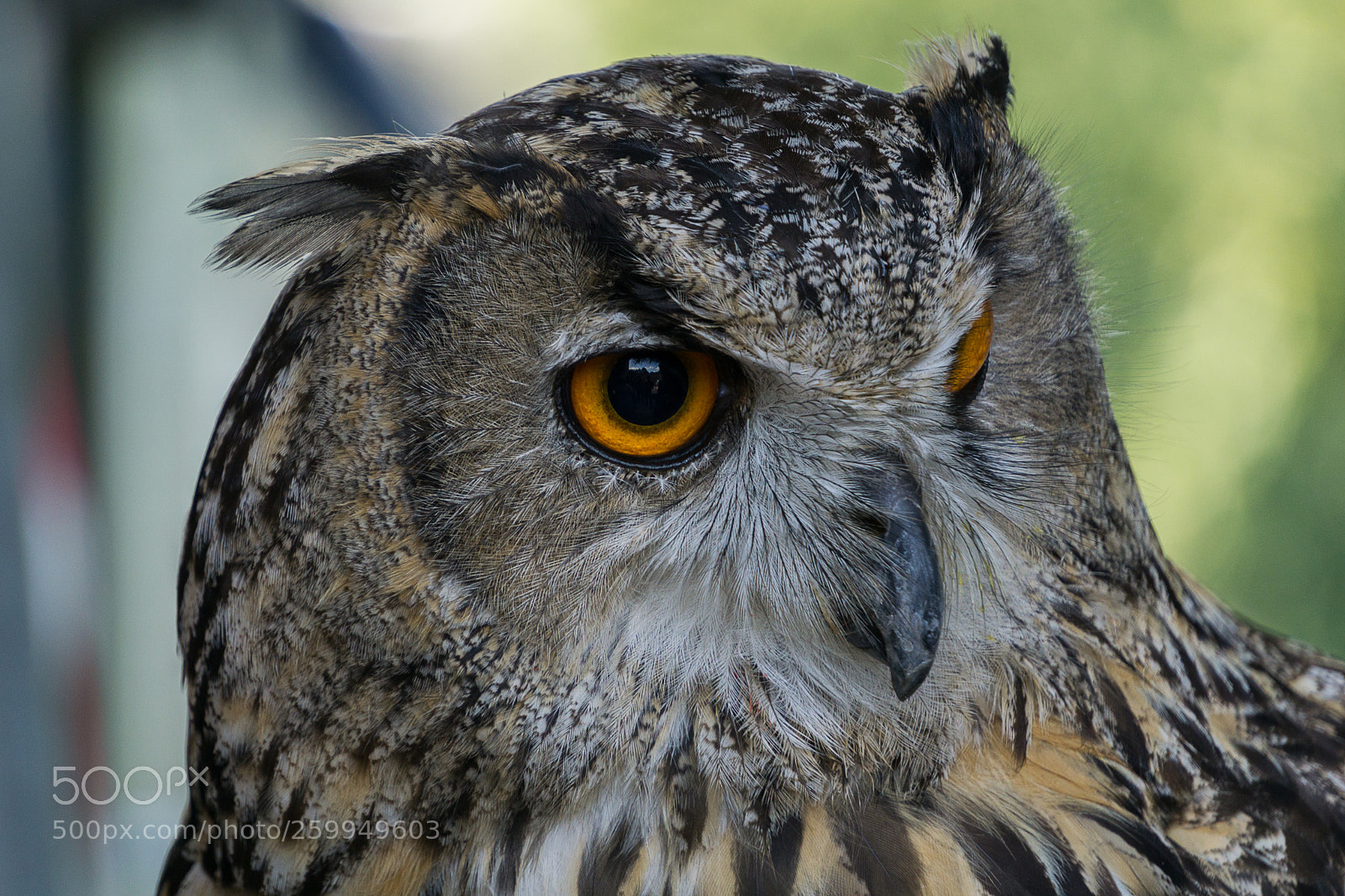 Sony a6000 sample photo. Eagle owl photography