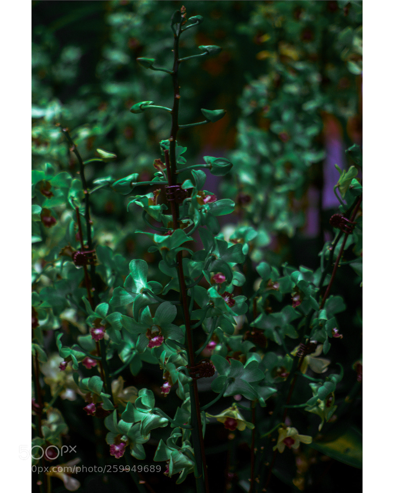 Nikon D3300 sample photo. Green plants photography