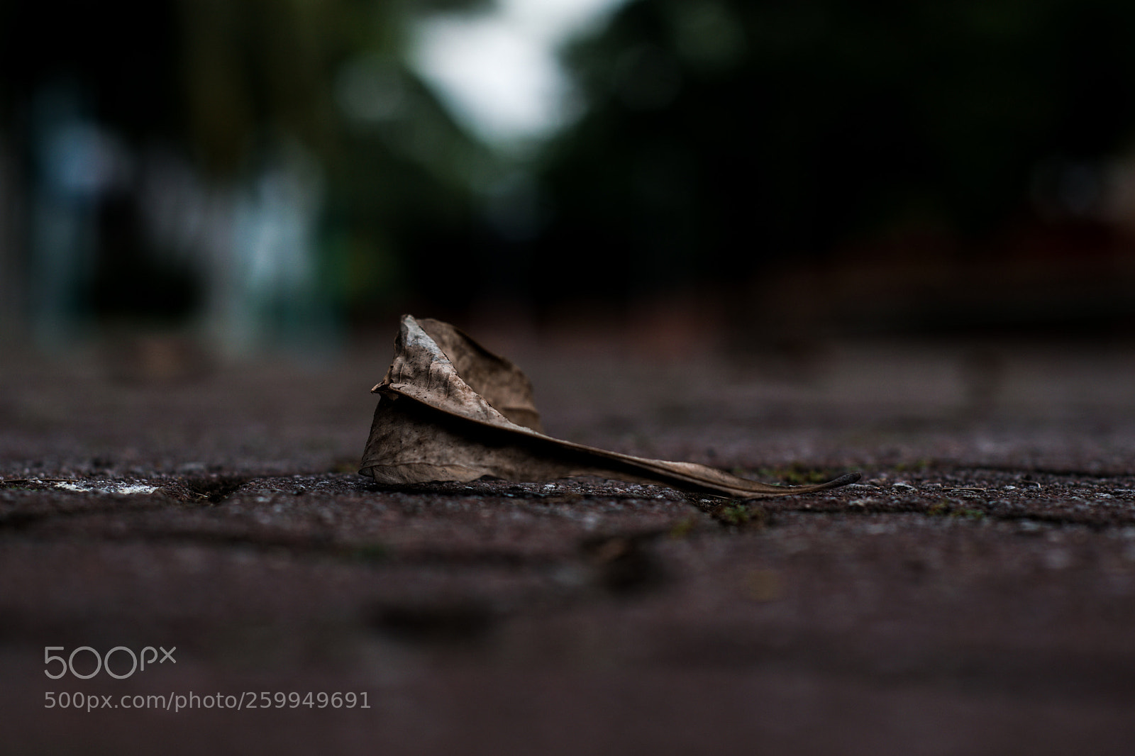 Nikon D3300 sample photo. Dead leaf on the photography