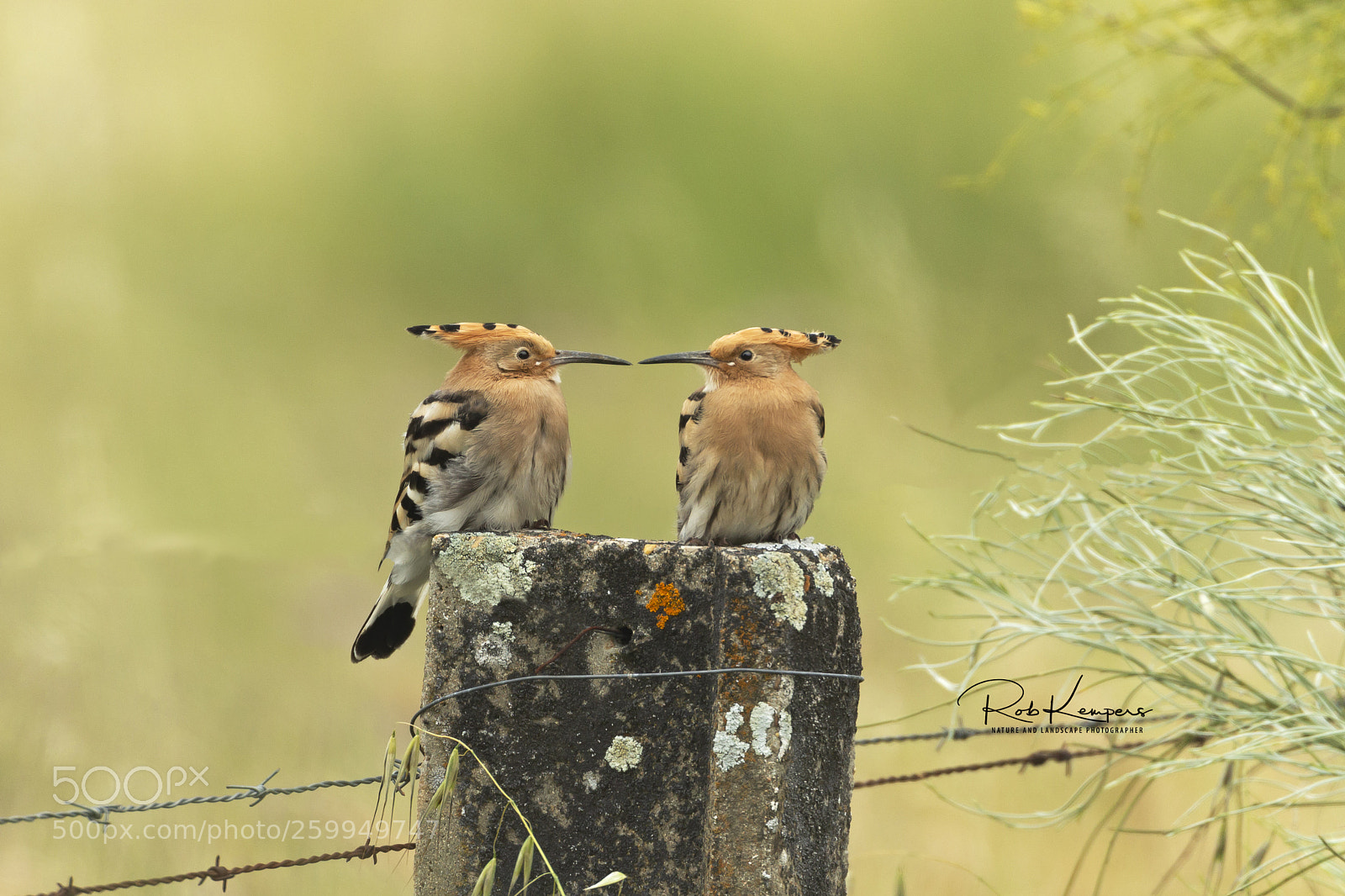 Canon EOS-1D X sample photo. Eurasian hoopoe photography