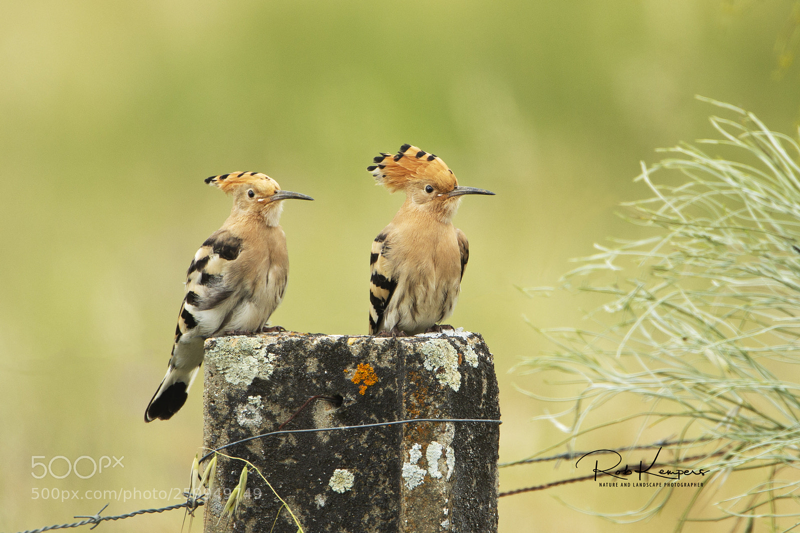 Canon EOS-1D X sample photo. Eurasian hoopoe photography