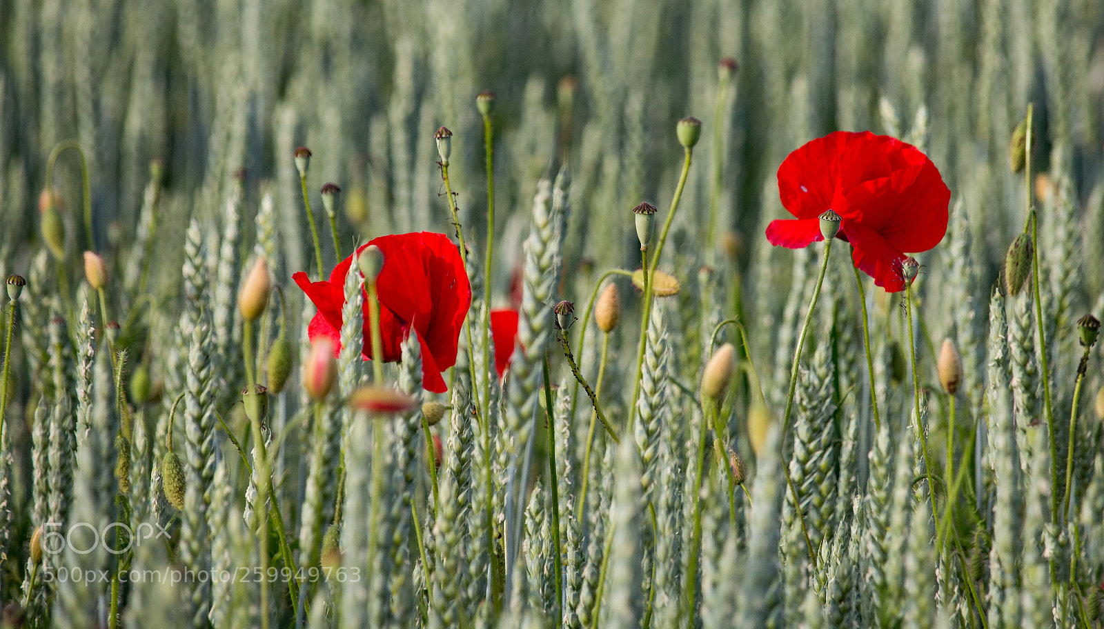 Canon EOS 70D sample photo. ***lonley poppies*** photography