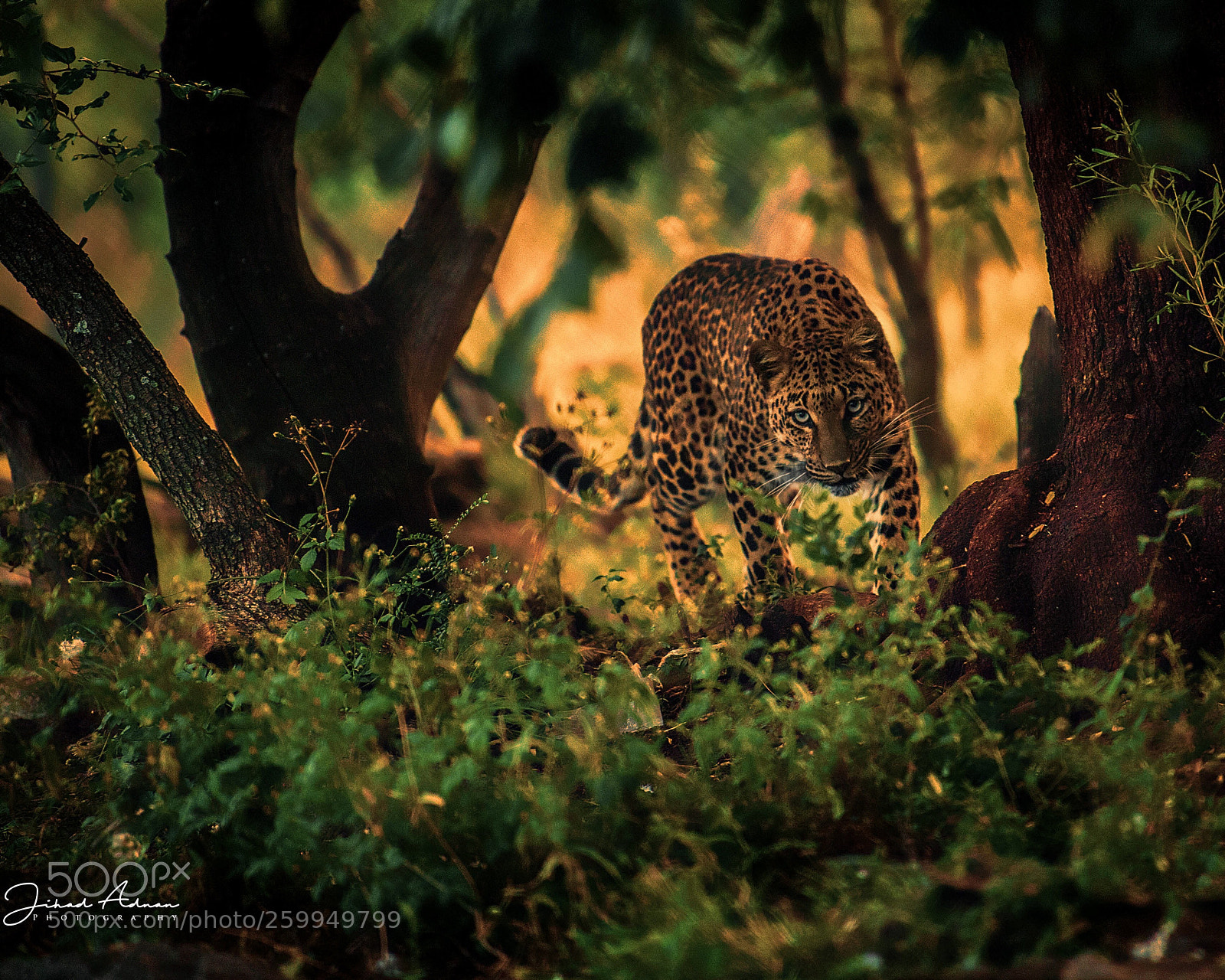 Nikon D5 sample photo. Leopard photography