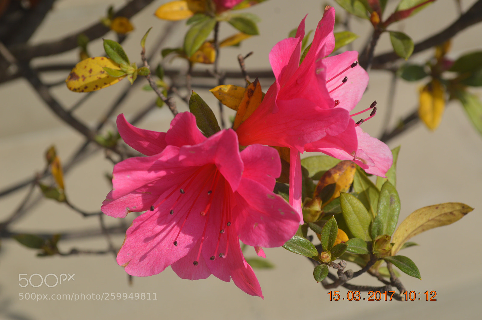 Nikon D3200 sample photo. A real flower photography