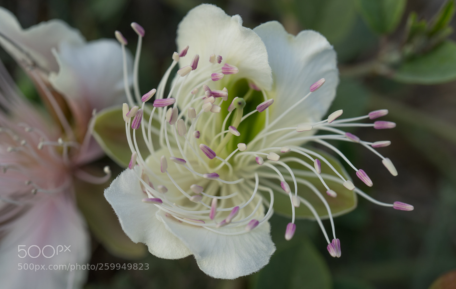 Sony a7 sample photo. Flowers of capers on photography