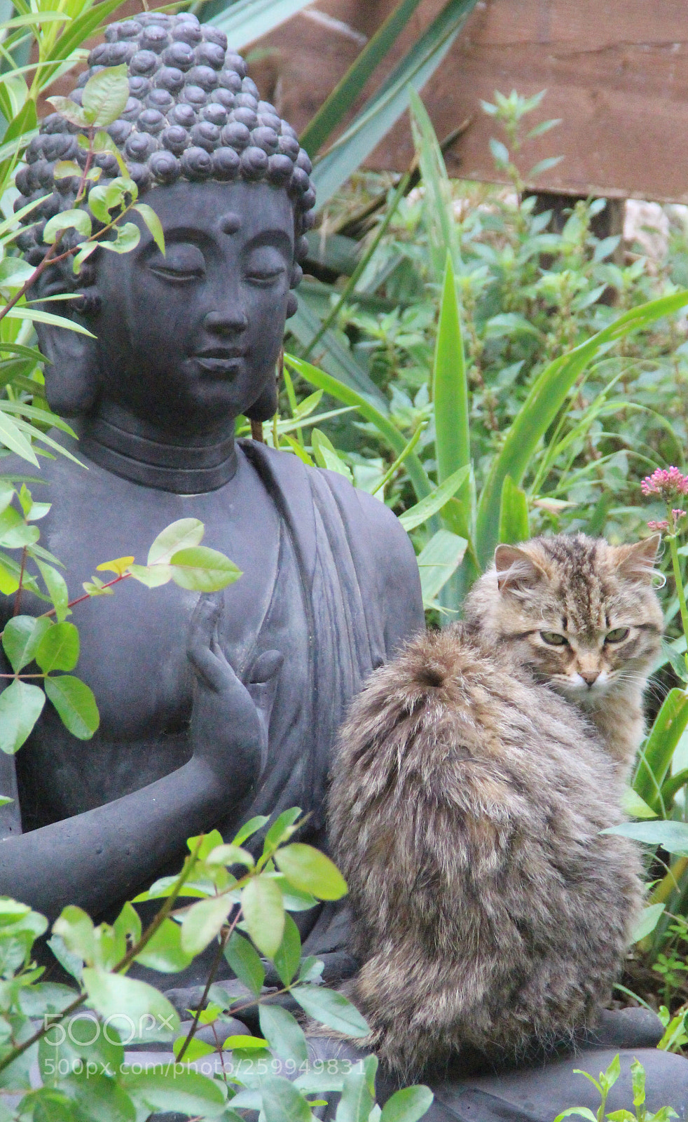 Canon EOS 700D (EOS Rebel T5i / EOS Kiss X7i) sample photo. Time for meditation  photography