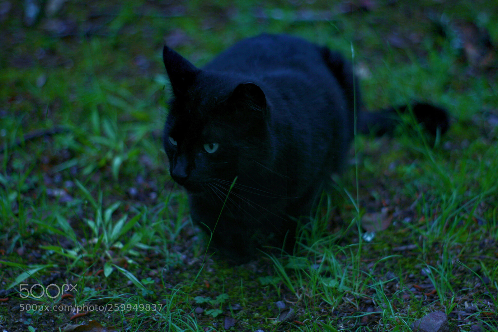 Canon EOS 400D (EOS Digital Rebel XTi / EOS Kiss Digital X) sample photo. Black cat photography