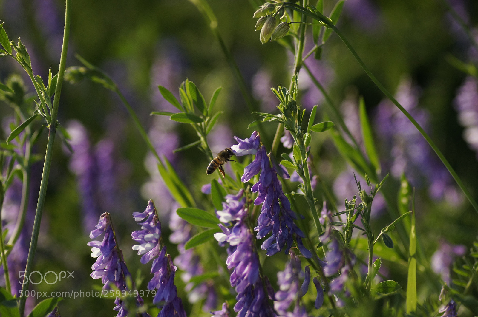 Sony SLT-A55 (SLT-A55V) sample photo. The bee photography