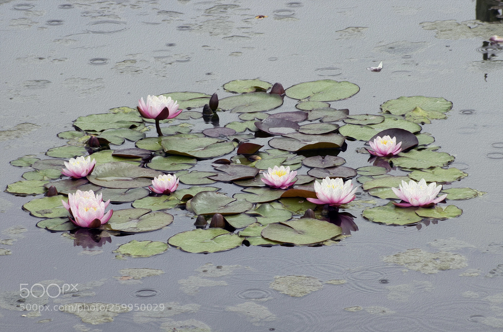Nikon D5300 sample photo. Ninfee photography