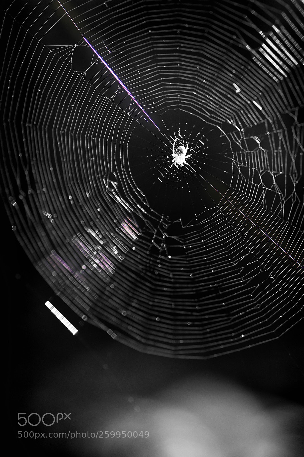 Nikon D7200 sample photo. The guard photography