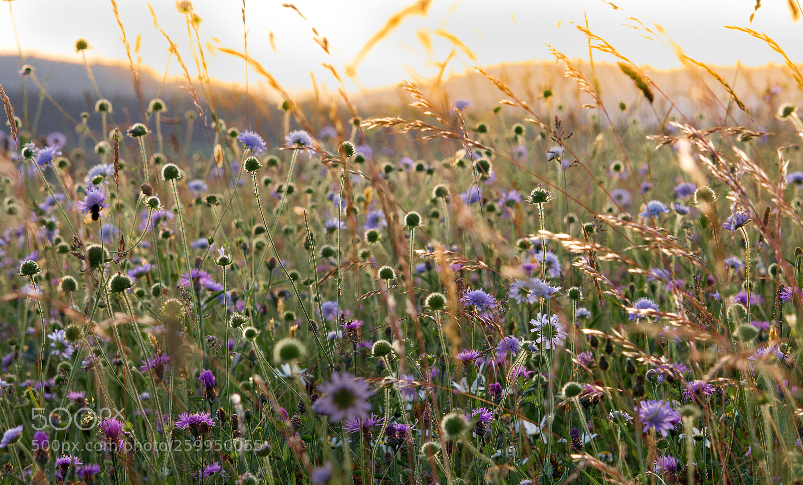Canon EOS 70D sample photo. ***wildflowers dream*** photography