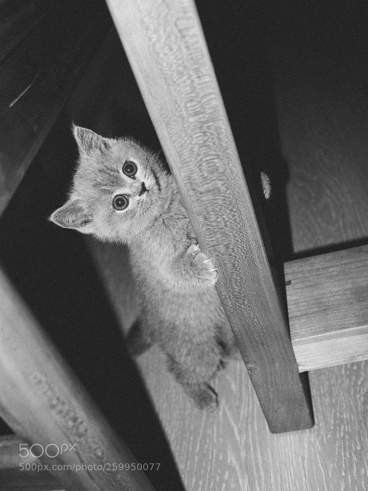 Ricoh GR II sample photo. Untitled photography